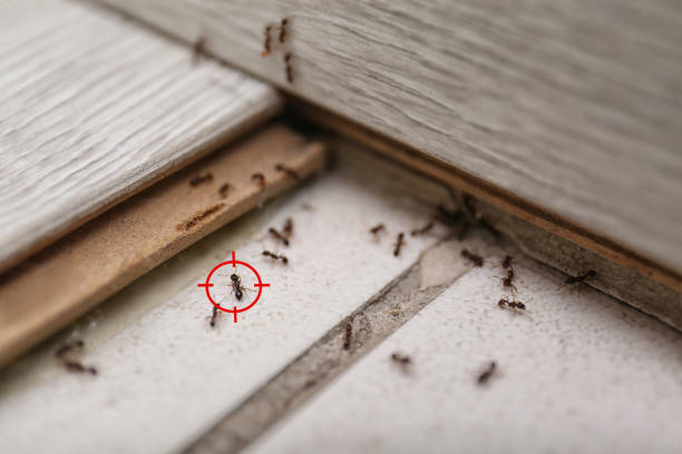Best Residential Pest Control  in Longview Heights, WA