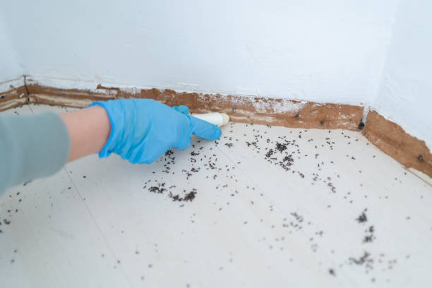 Best Pest Control Near Me  in Longview Heights, WA